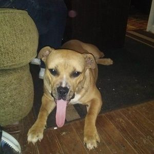 Meet your Posher, Sunny